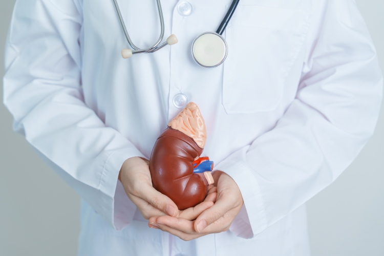 doctor holding kidney model